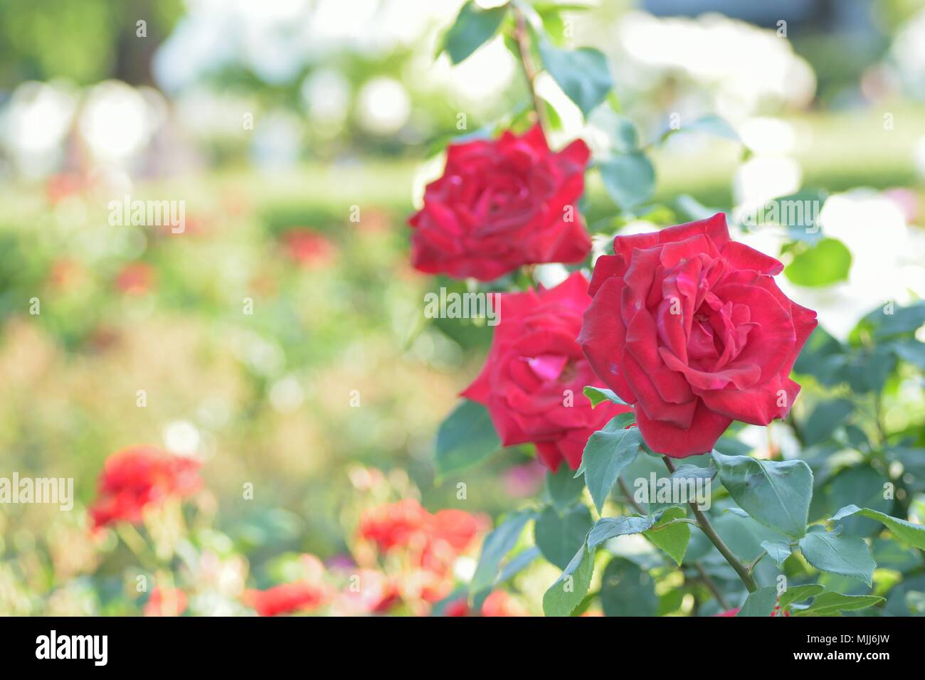 Macro details of vibrant red Rose flowers in garden Stock Photo - Alamy