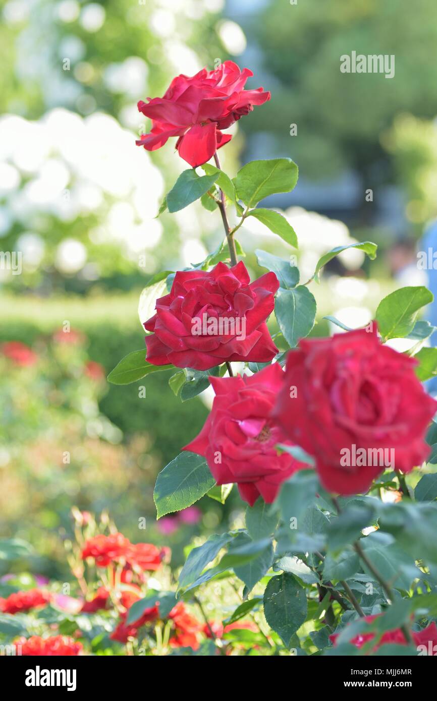 Macro details of vibrant red Rose flowers in garden Stock Photo - Alamy