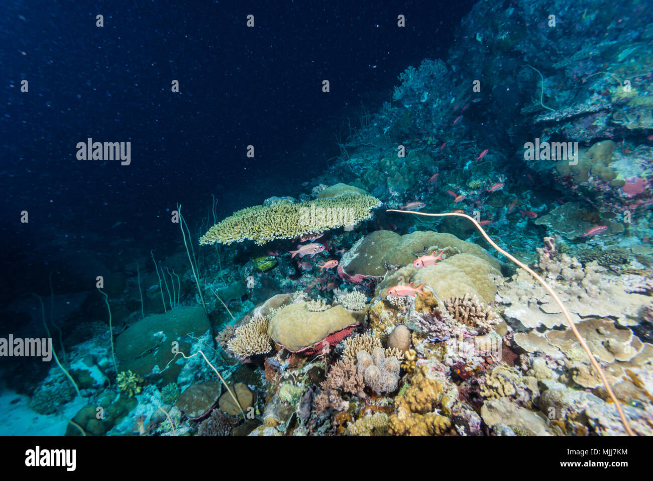 Lattice soldierfish (Myripristis violacea  Bleeker, 1851) under the table coral. Ulong Channel, Palau Stock Photo