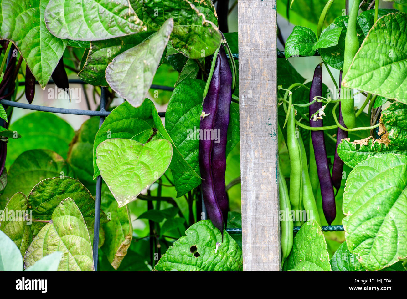 Climbing beans hi-res stock photography and images - Alamy