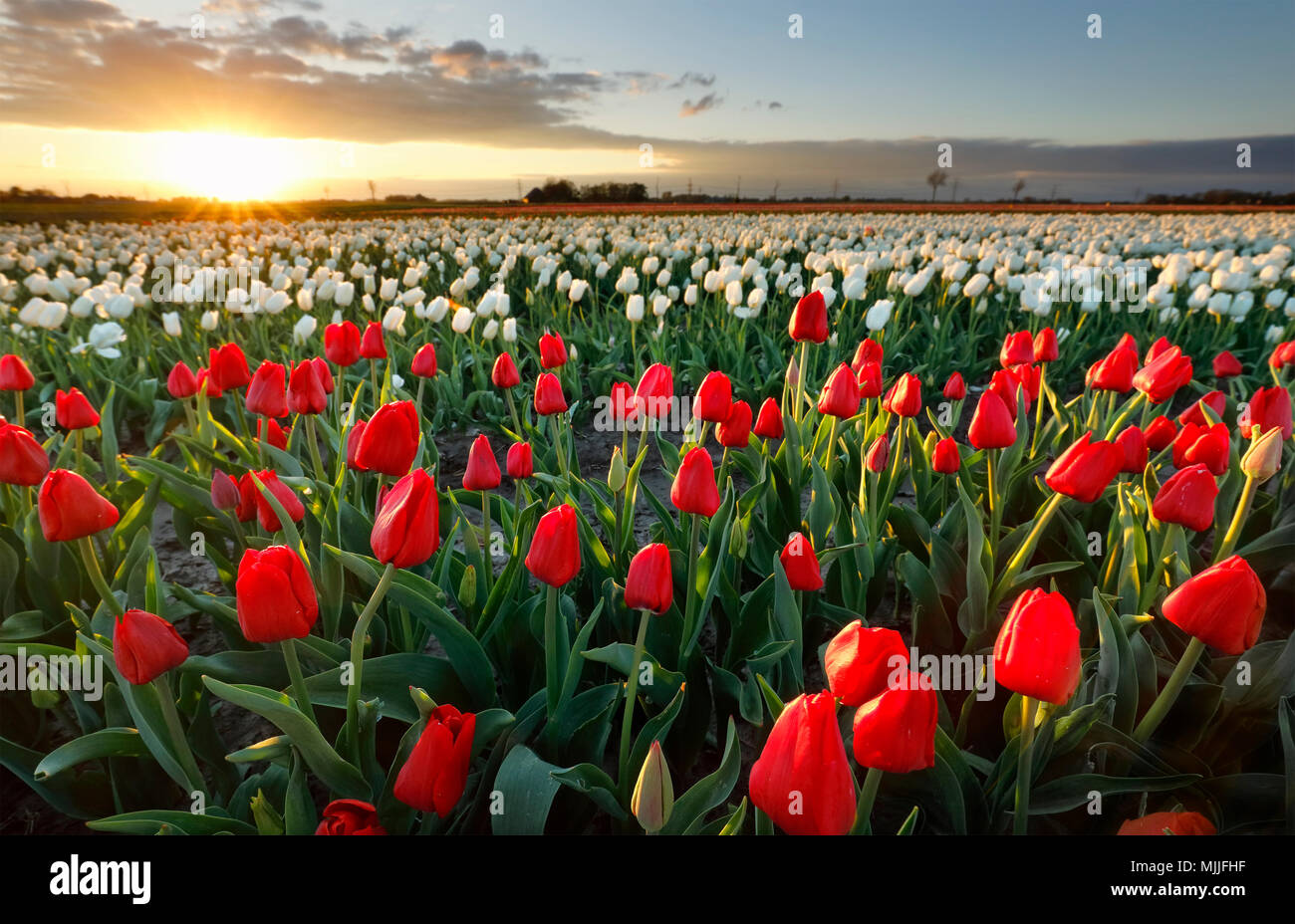 white and red tulip field at sunset in spring Stock Photo - Alamy