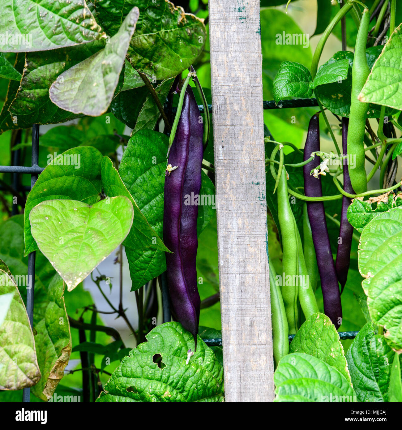 Autumn and colourful Climbing Beans ready to pick Stock Photo Alamy