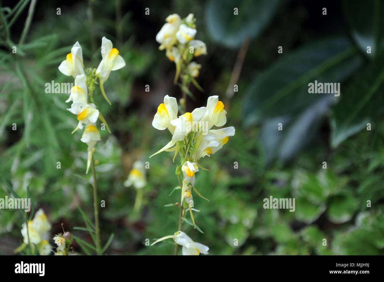 dragon flower stock photos dragon flower stock images alamy