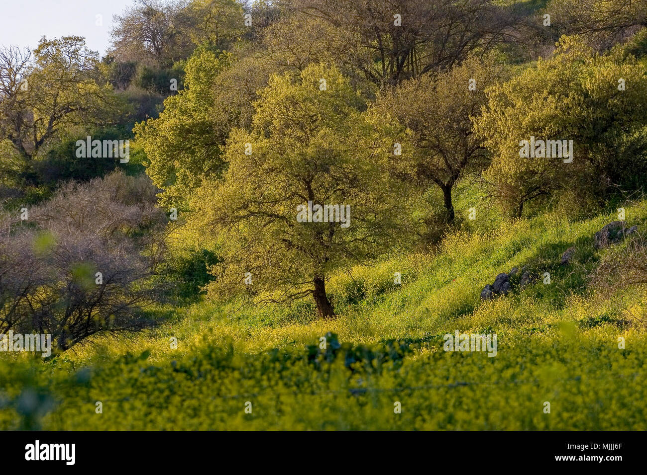Blooming spring flowers. Photographed in the Galilee, Israel Stock ...