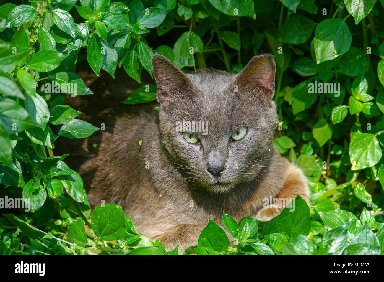 Alert cat hides in the bushes looking at camera Stock Photo