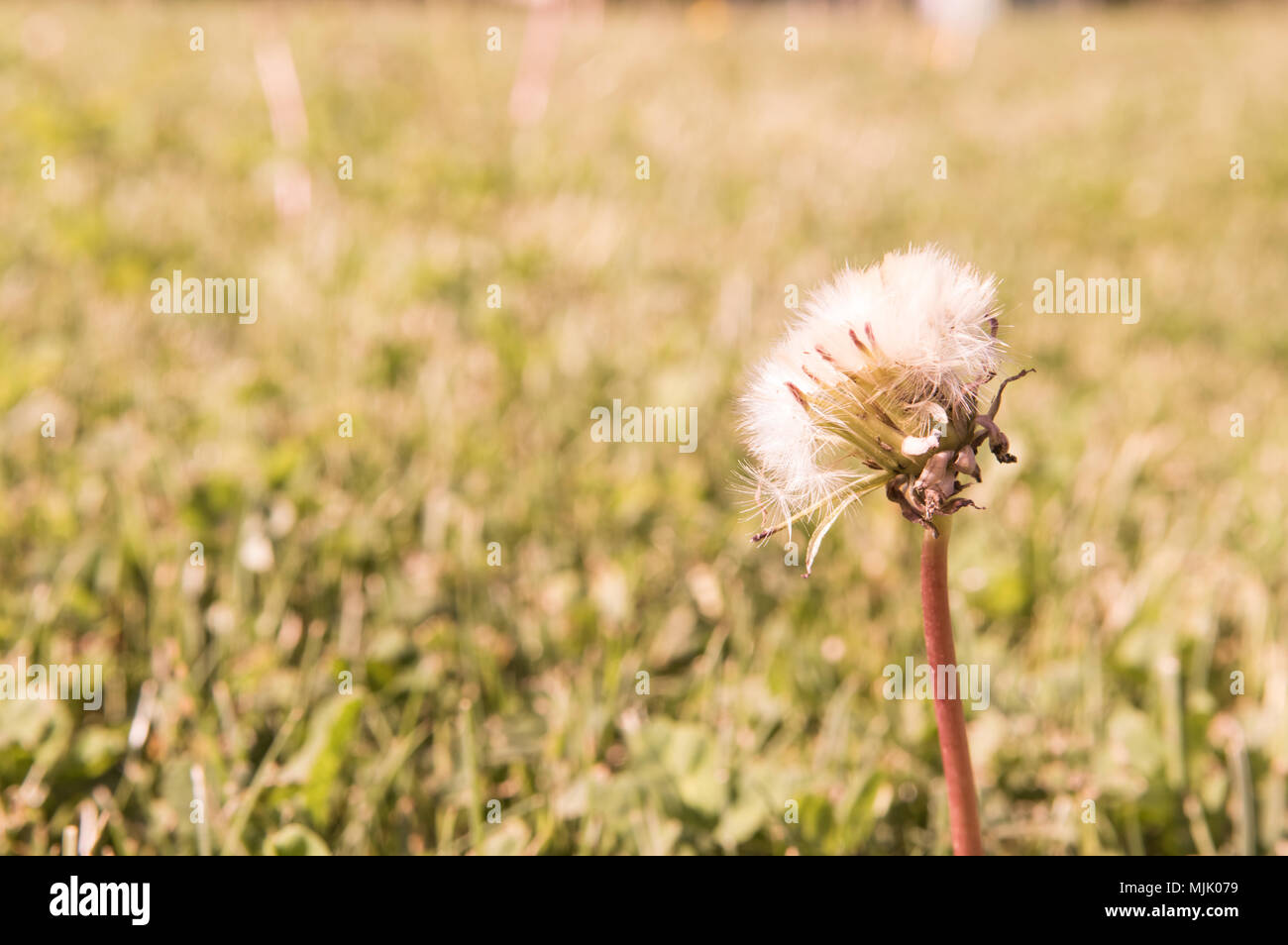 Selective focus on dandelion flowers on a nature background.  Springtime in meadow. Stock Photo