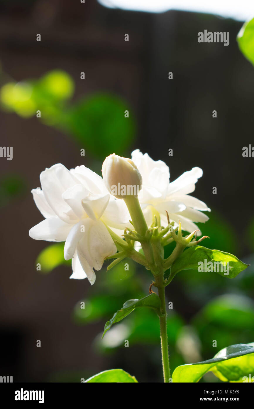 jasmine in the garden Stock Photo
