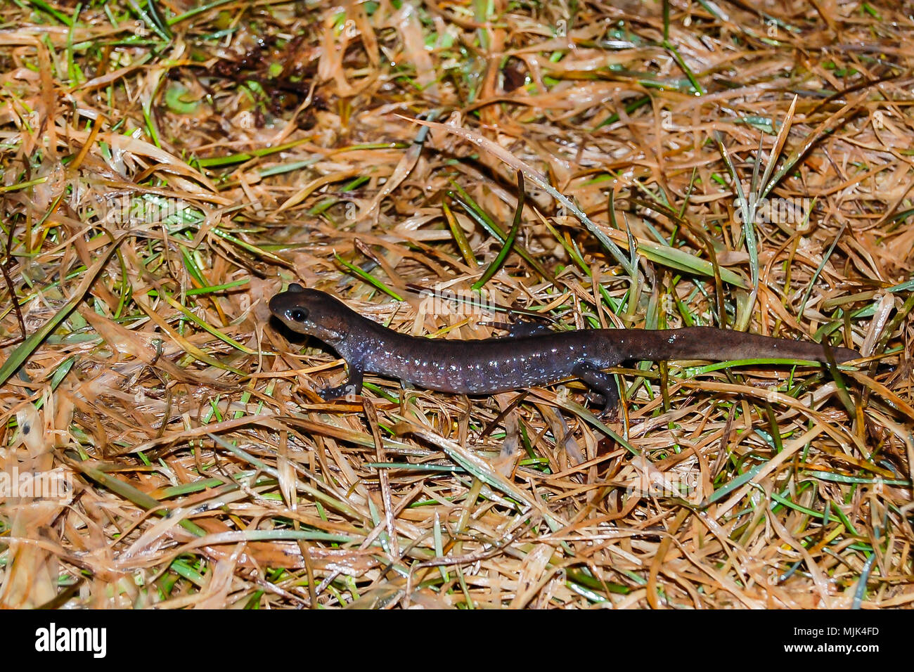 Jefferson Salamander (Ambystoma jeffersonianum Stock Photo Alamy