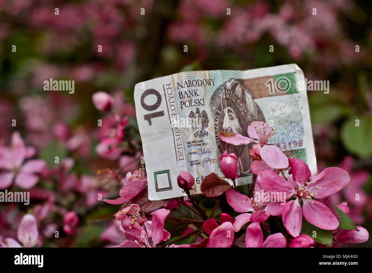 Polish money. Polish currency ten paper. Exchange concept Stock Photo