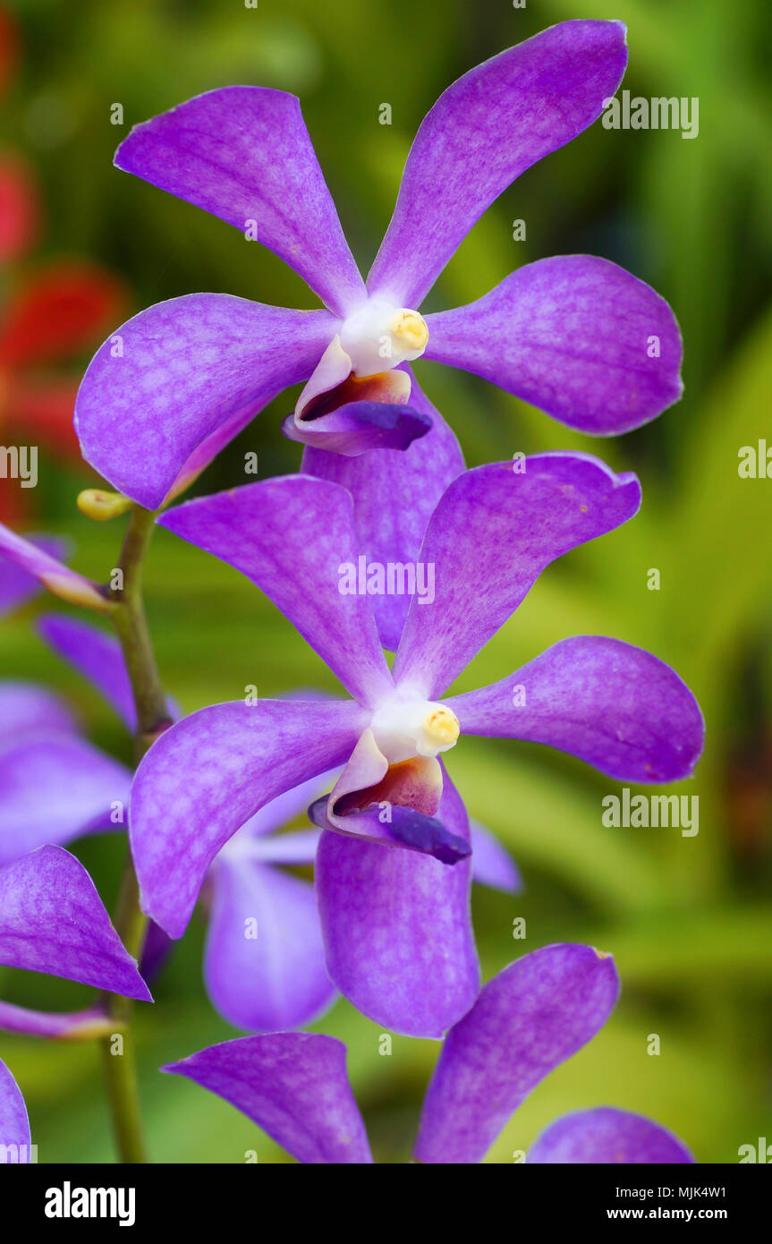 violet orchid flower Stock Photo - Alamy