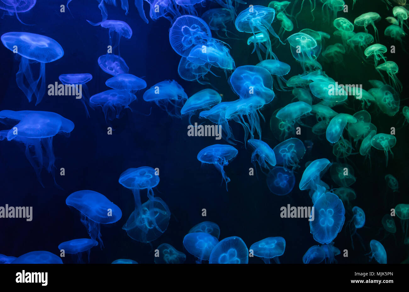 A group of moon jellyfish (Aurelia aurita) in an aquarium under blue and green artificial lighting Stock Photo