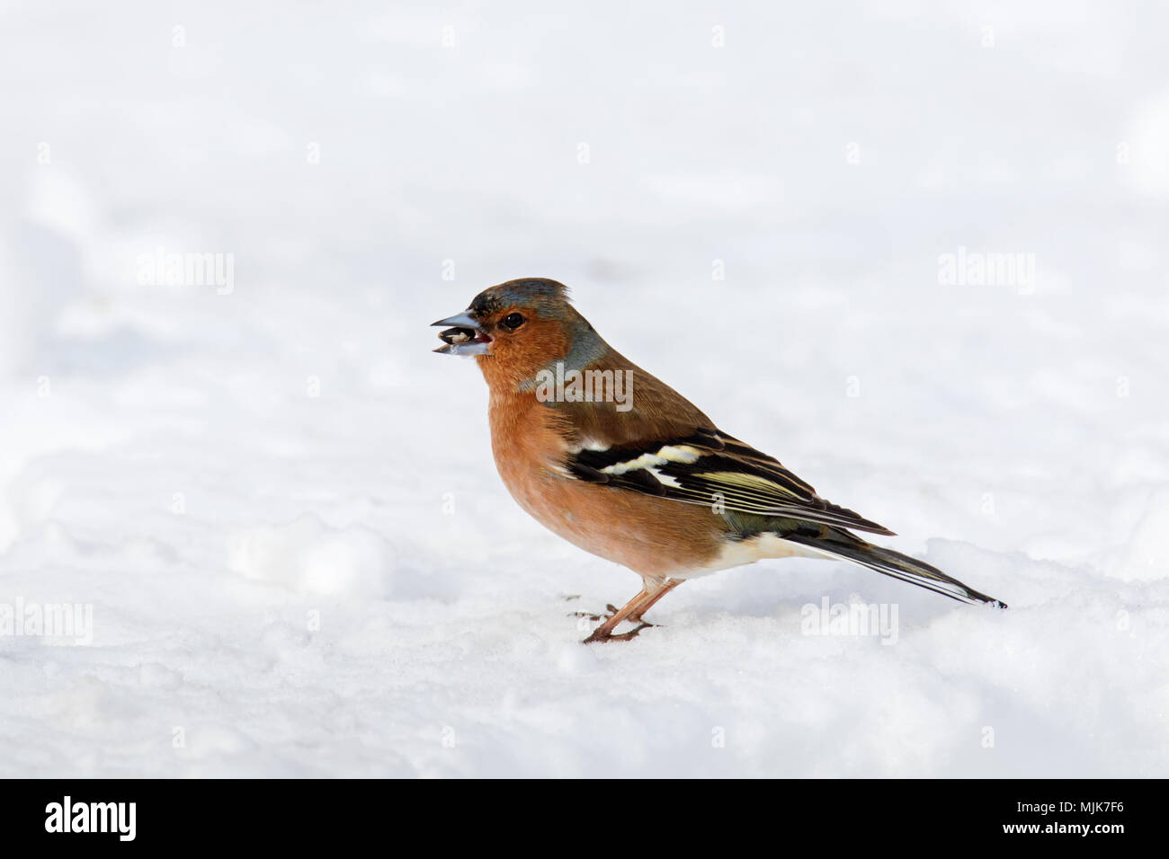 Ground finches hi-res stock photography and images - Alamy