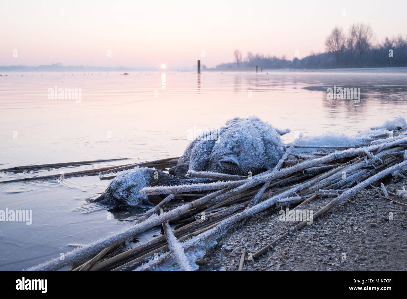A early winter's morning scene on a lake with a dead duck in the foreground and rising sun in the back. Stock Photo