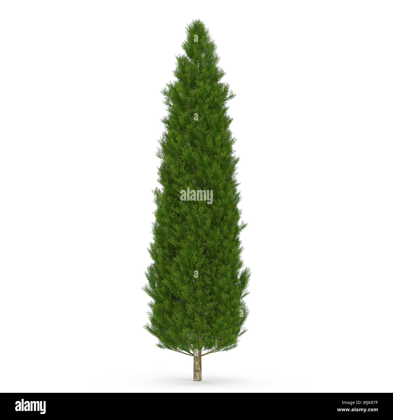 Cypress Tree on white. 3D illustration Stock Photo