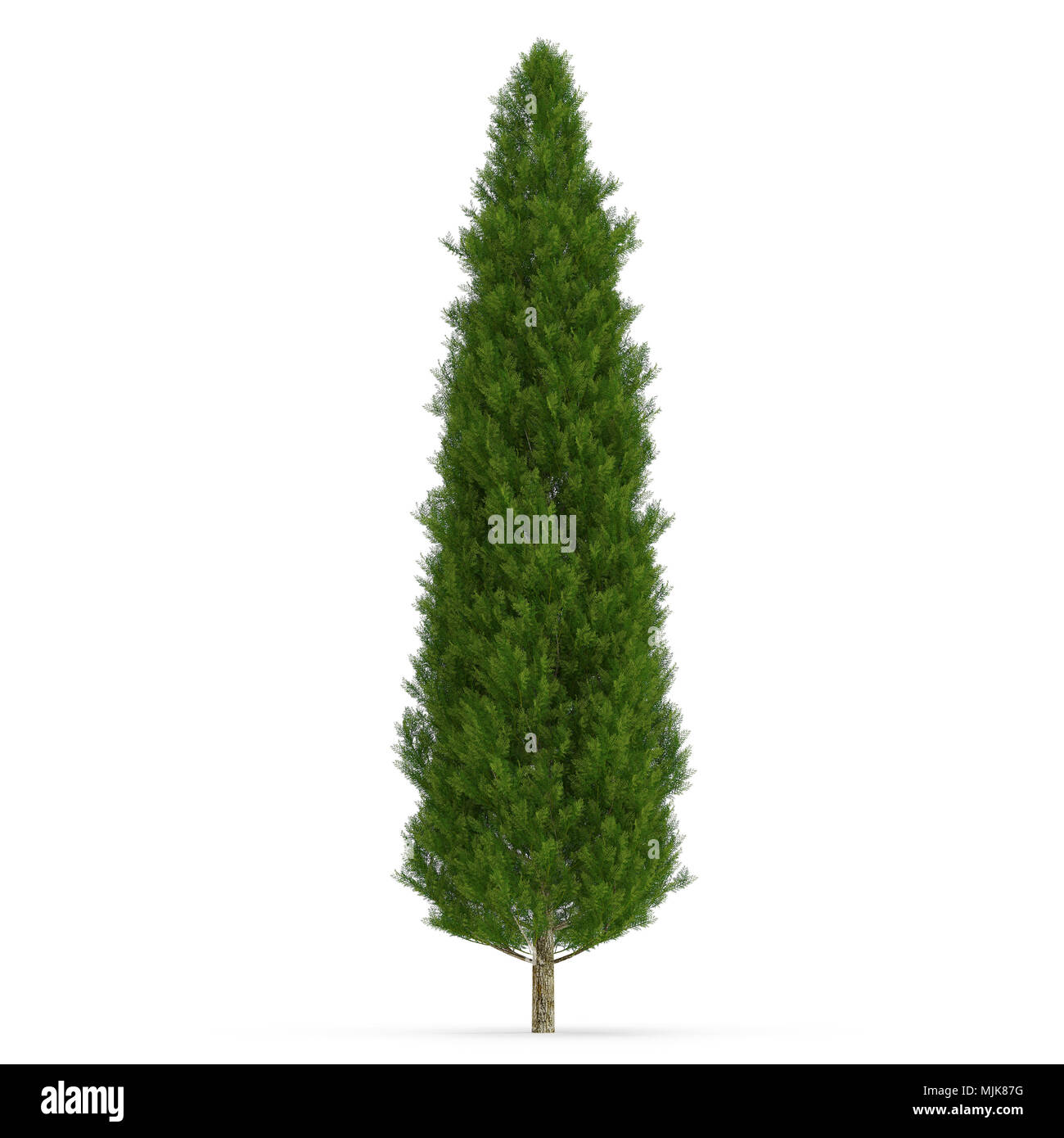 Cypress Tree on white. 3D illustration Stock Photo