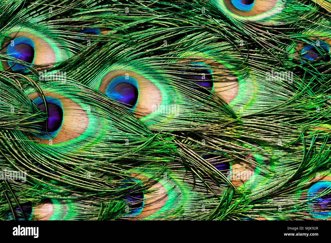 How To Paint Peacock Feathers