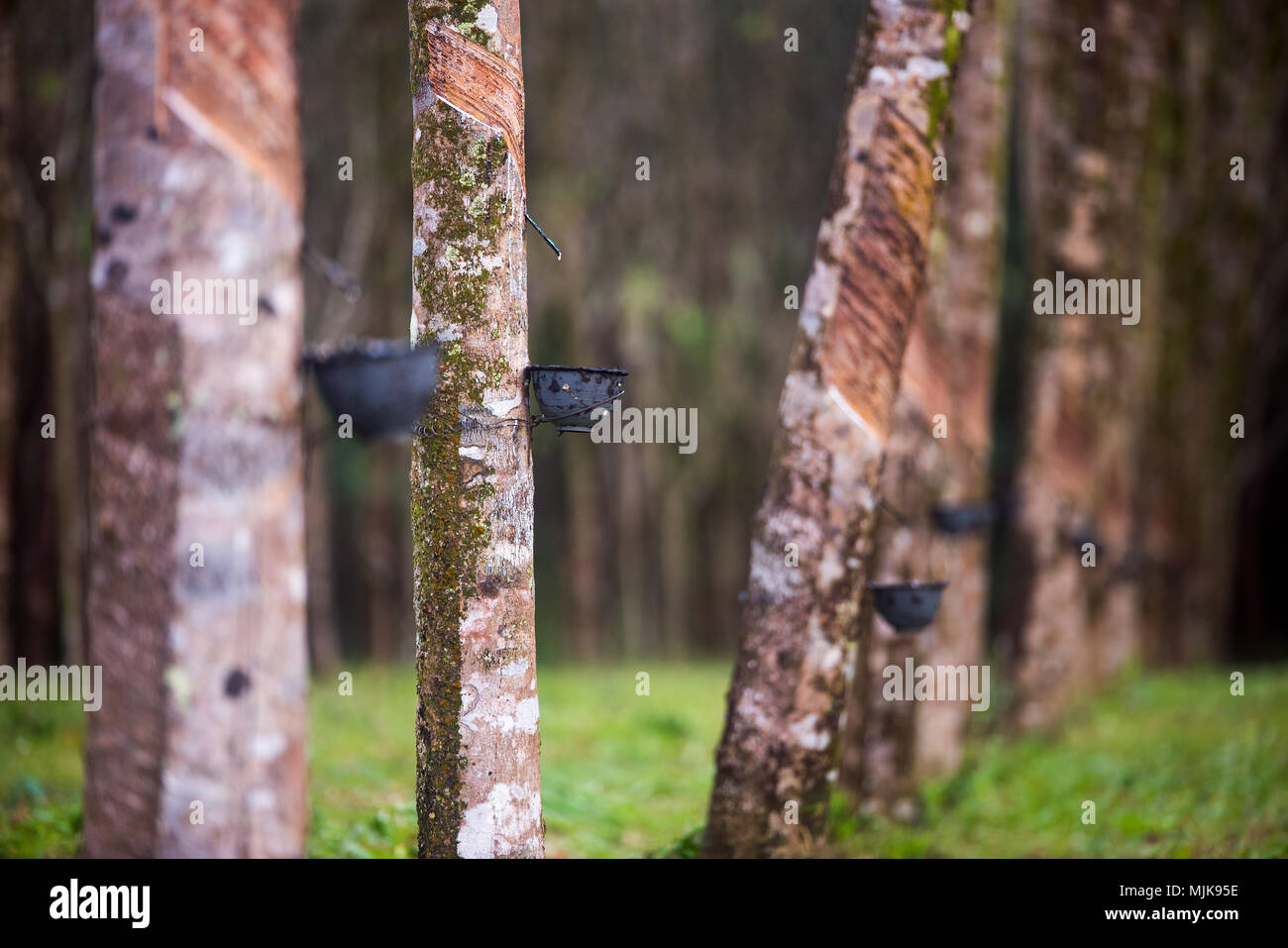 Rubber support rubber tree. Stock Photo