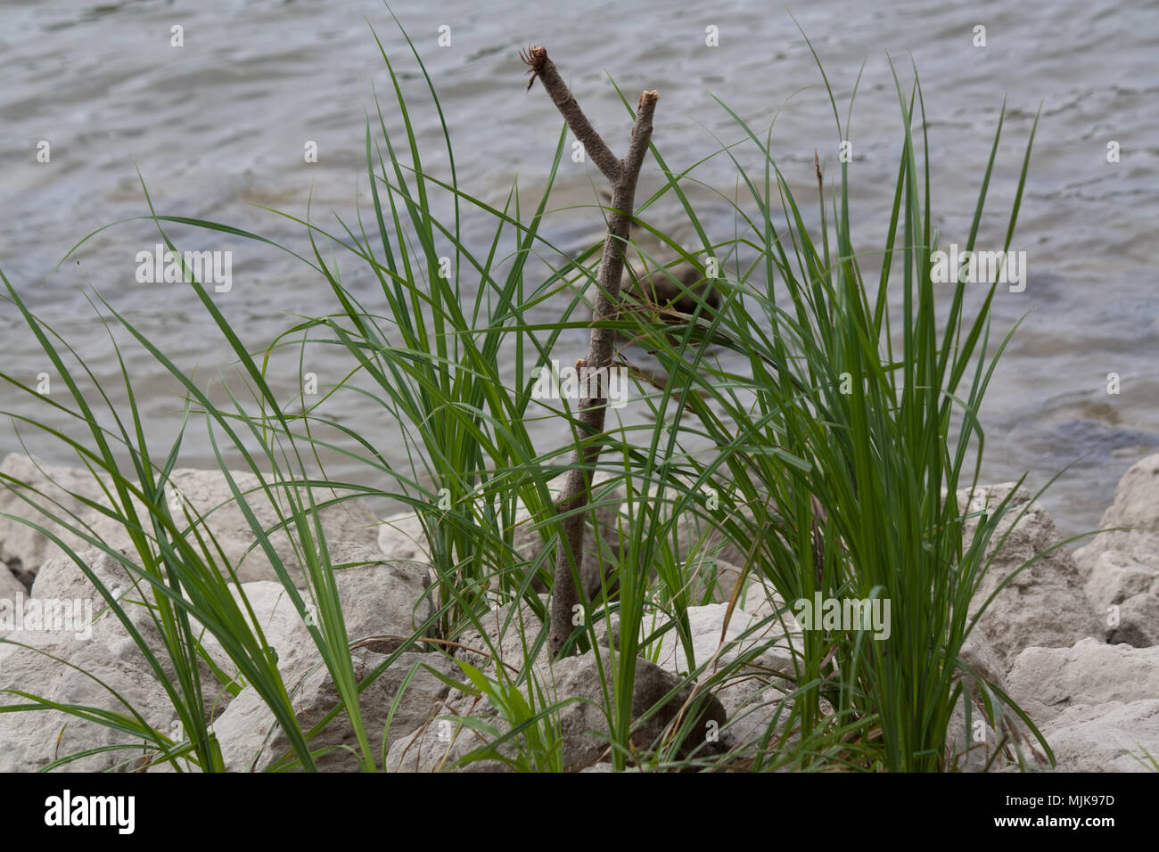 Divining rod for rod Stock Photo - Alamy