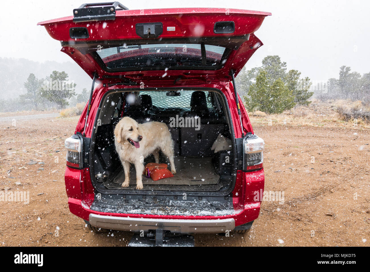 Platinum colored Golden Retriever dogs & Toyota 4Runner SUV in spring snow Stock Photo