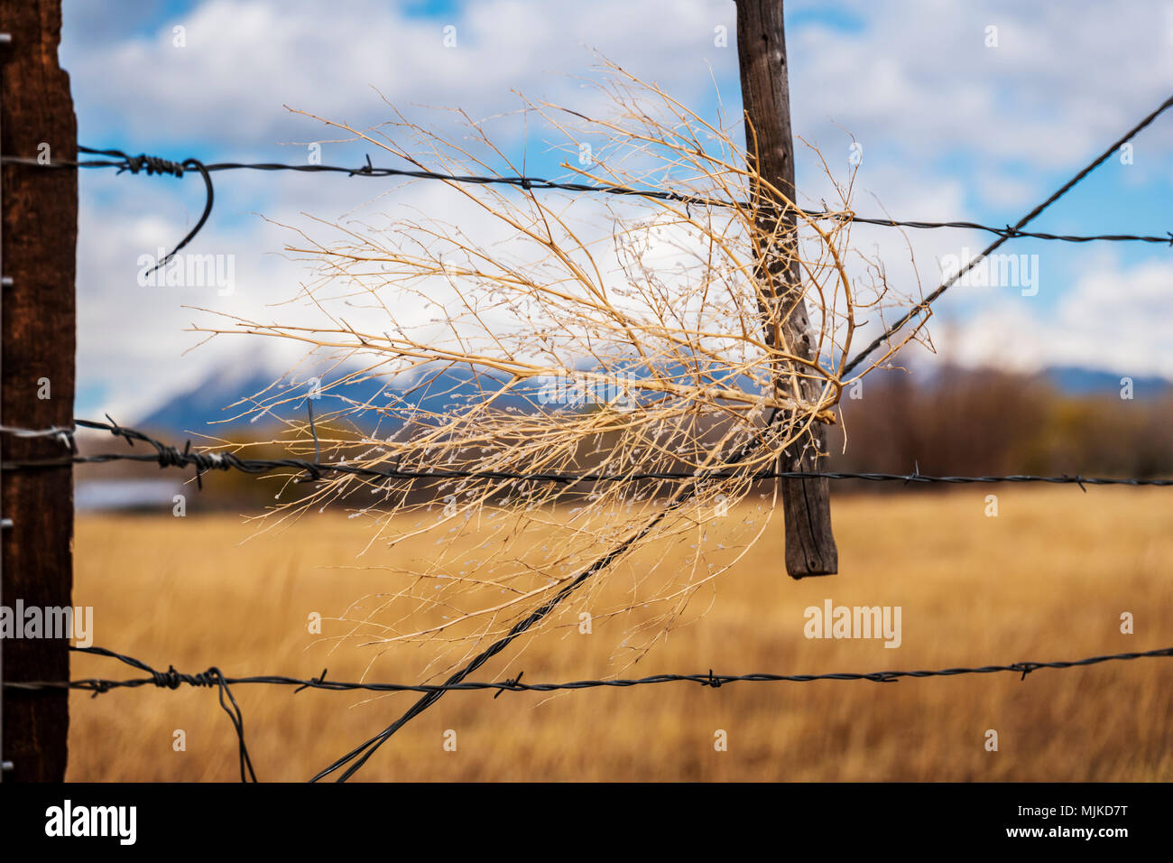 Tumbleweeds; Salsola tragus; caught in ranch barbed wire fence Stock Photo
