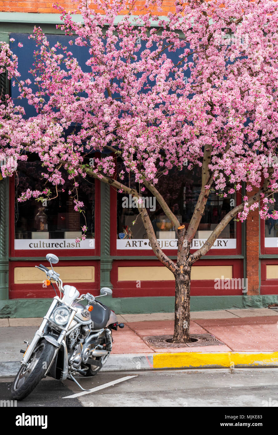 Harley Davidson motorcyle under Crabapple Tree in full springtime bloom; crab apples; Malus; deciduous; trees; Rosaceae; Salida; Colorado; USA Stock Photo