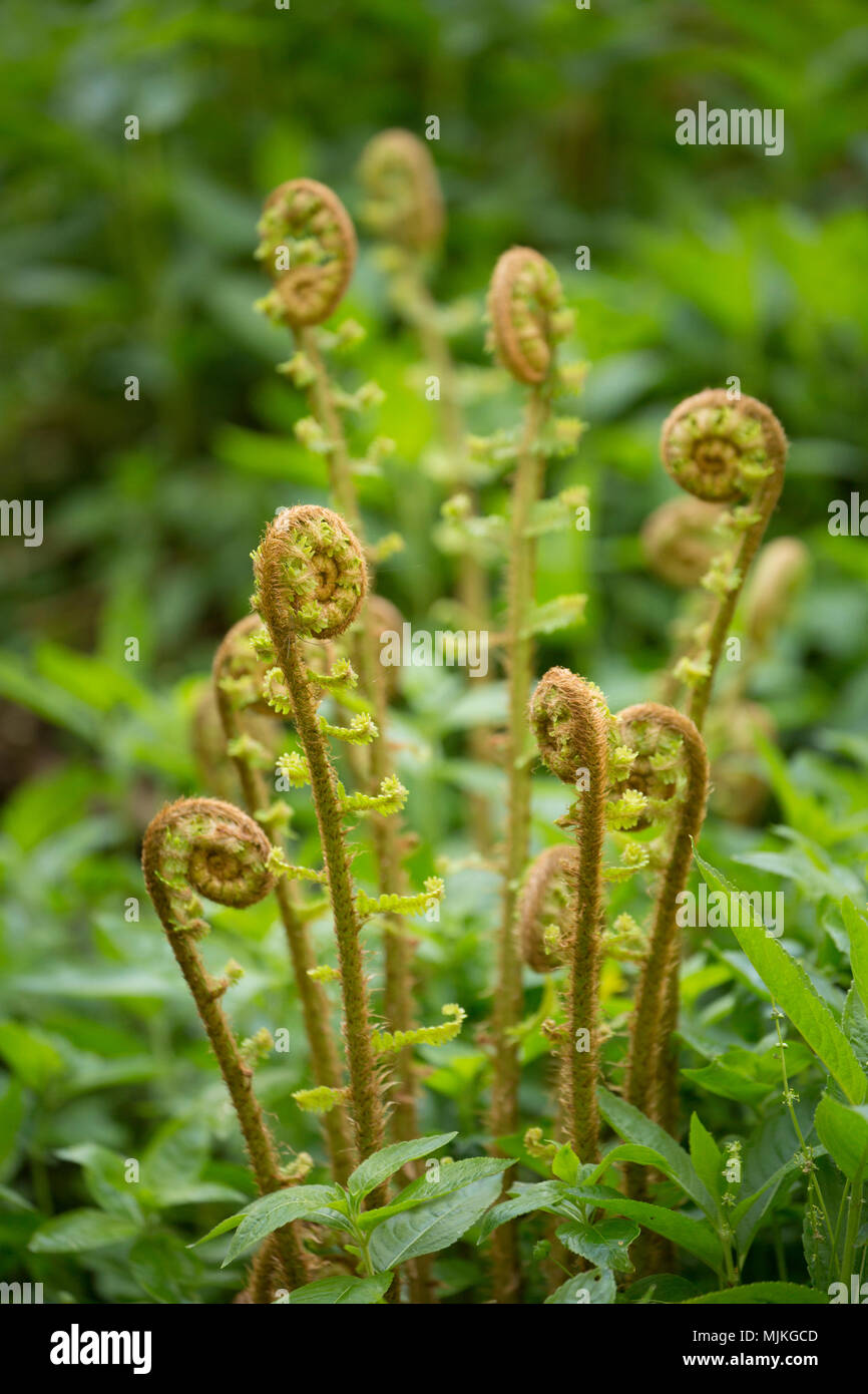 Fiddlehead or fiddleneck ferns growing in a wood in North Dorset England UK. There are several types of ferns which display fiddleheads when they are  Stock Photo