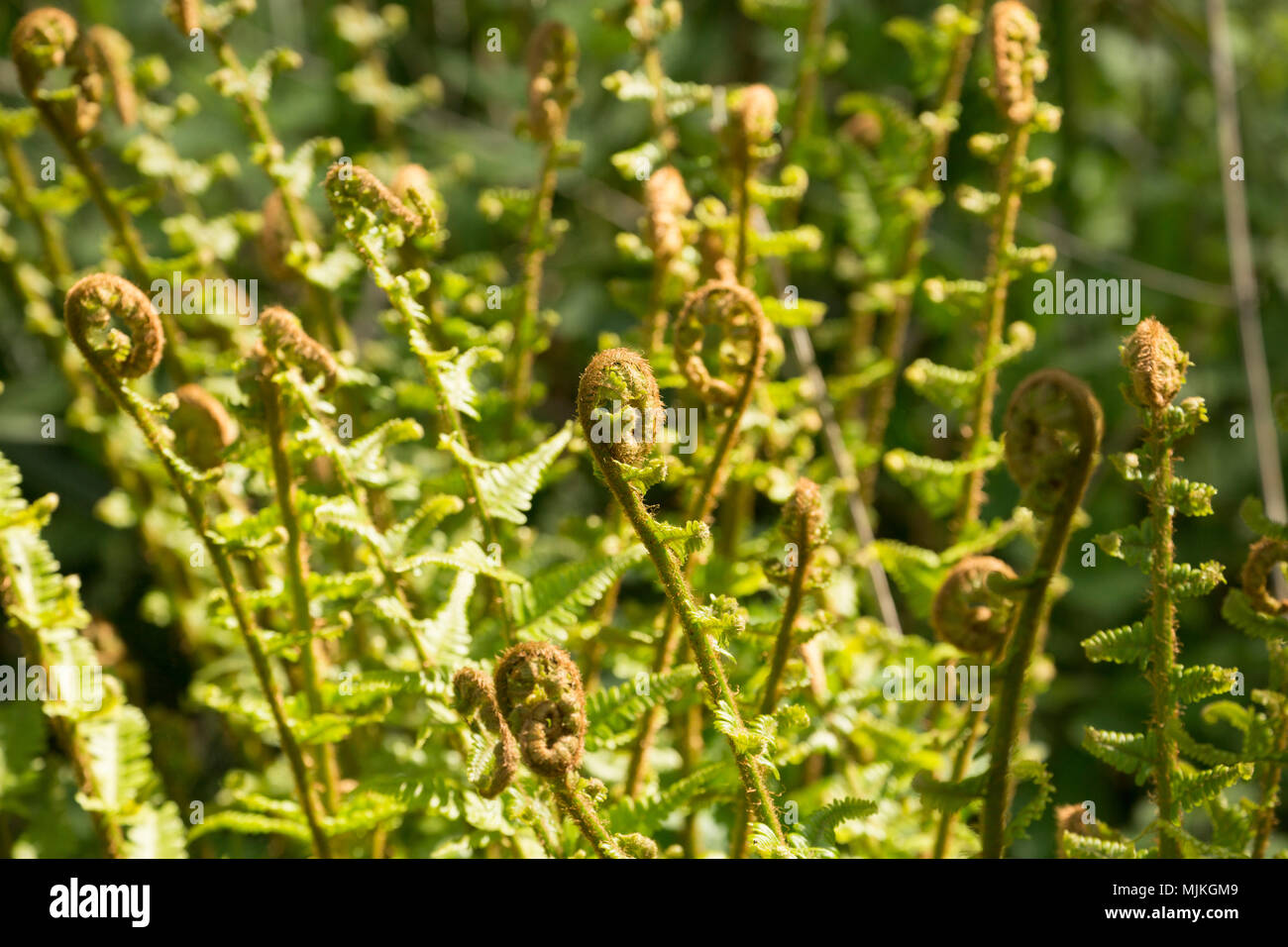 Fiddlehead or fiddleneck ferns growing in a wood in North Dorset