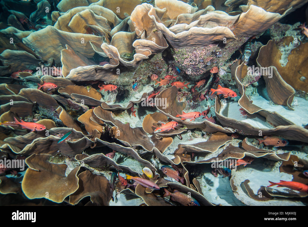 Big colony of Cabbage coral at Ulong Channel, Palau Stock Photo