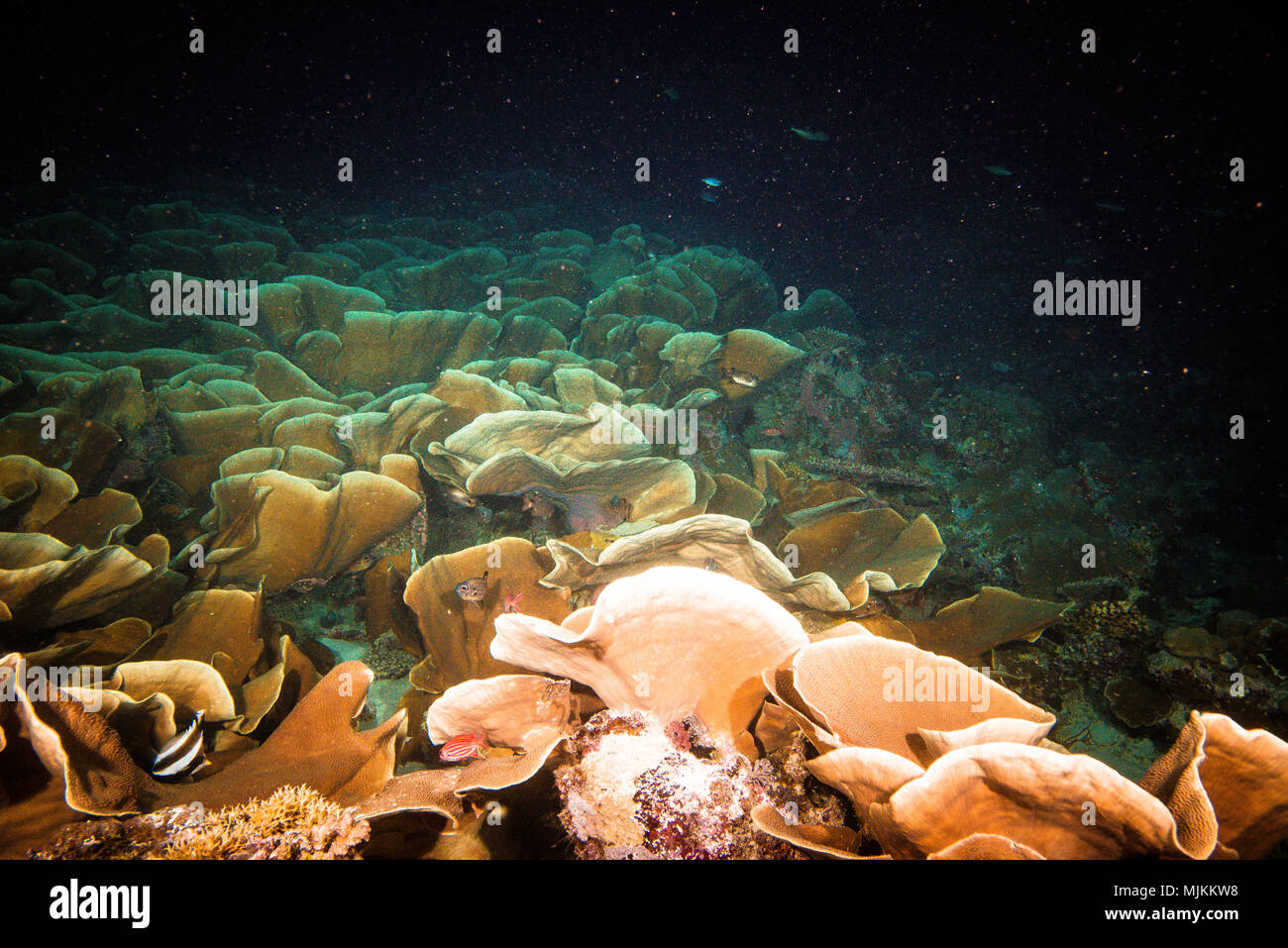 Big colony of Cabbage coral at Ulong Channel, Palau Stock Photo