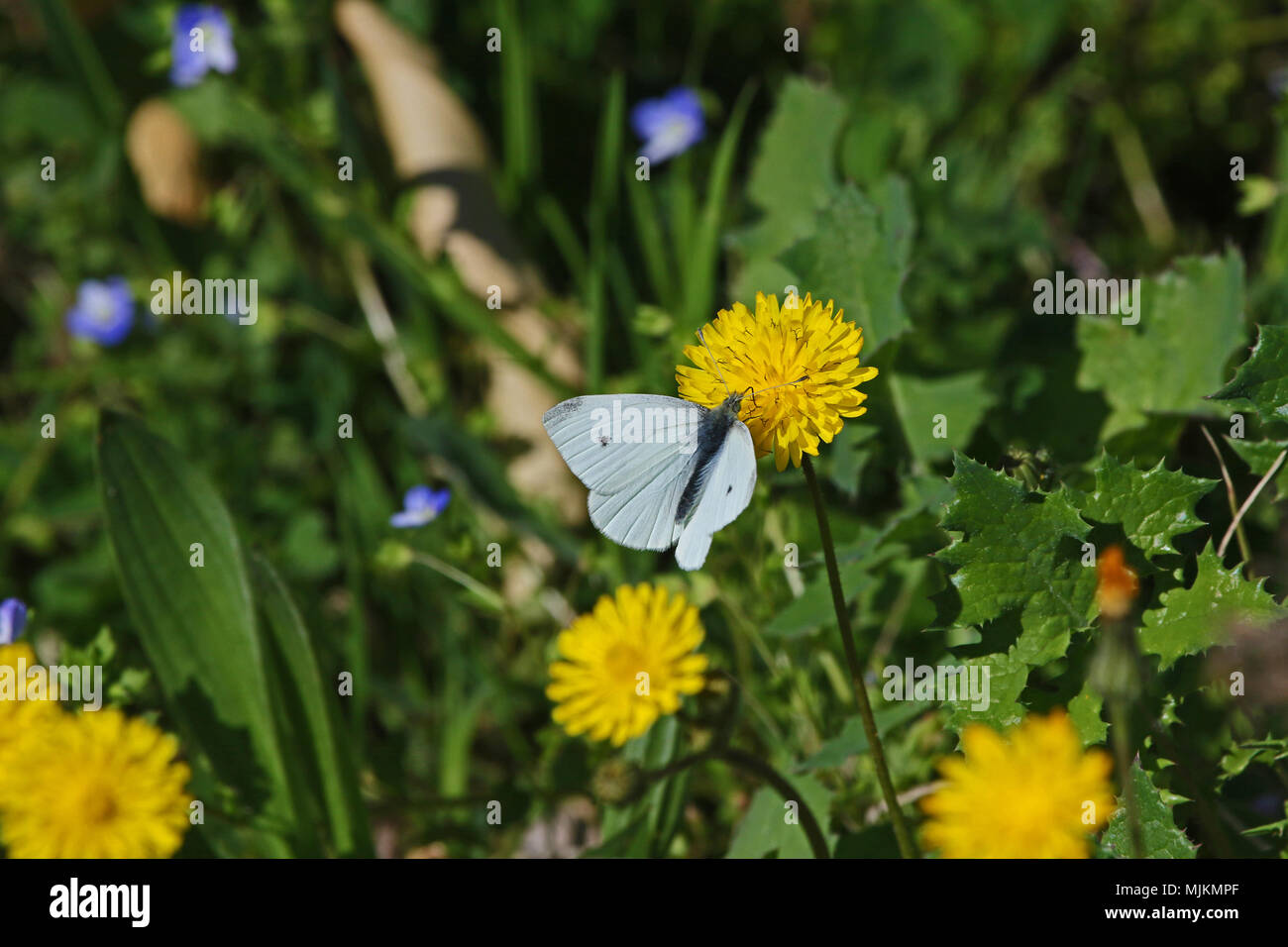 small white butterfly Latin pieris rapae possibly pieris mannii feeding on a flowering prickly sow thistle plant in spring in Italy Stock Photo