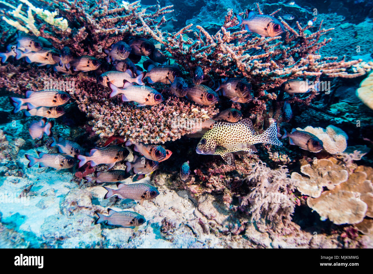 Lattice soldierfish (Myripristis violacea  Bleeker, 1851) under the table coral. Ulong Channel, Palau Stock Photo