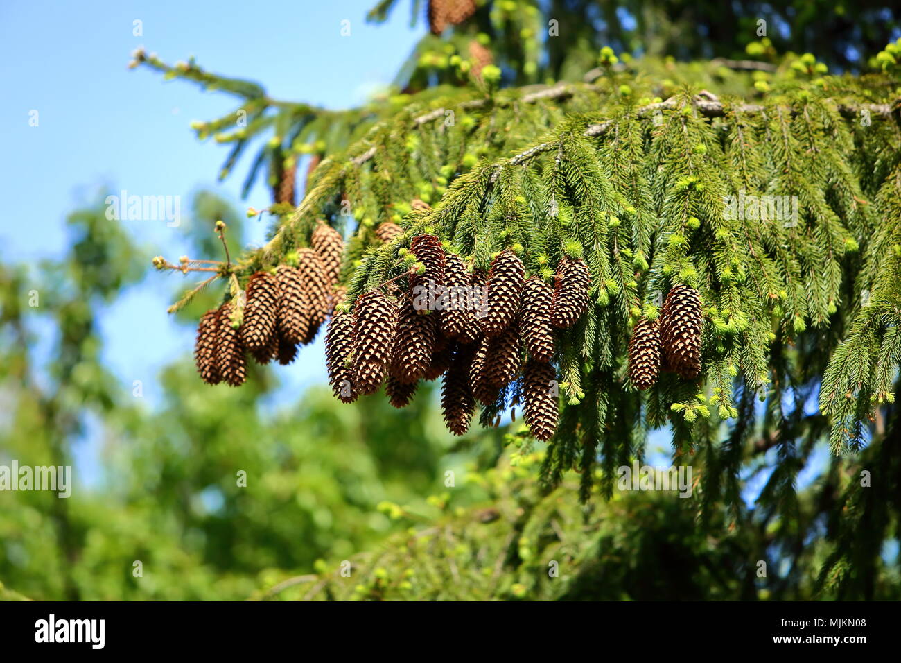 The spruce spruces often give abundant fruit in the form of cones