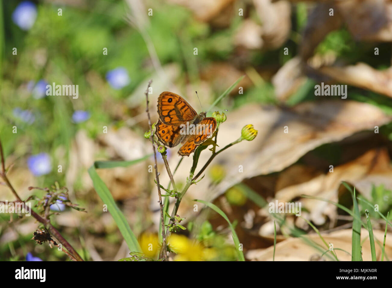 Wall brown butterfly Latin name lasiommata megera feeding in Italy Stock Photo