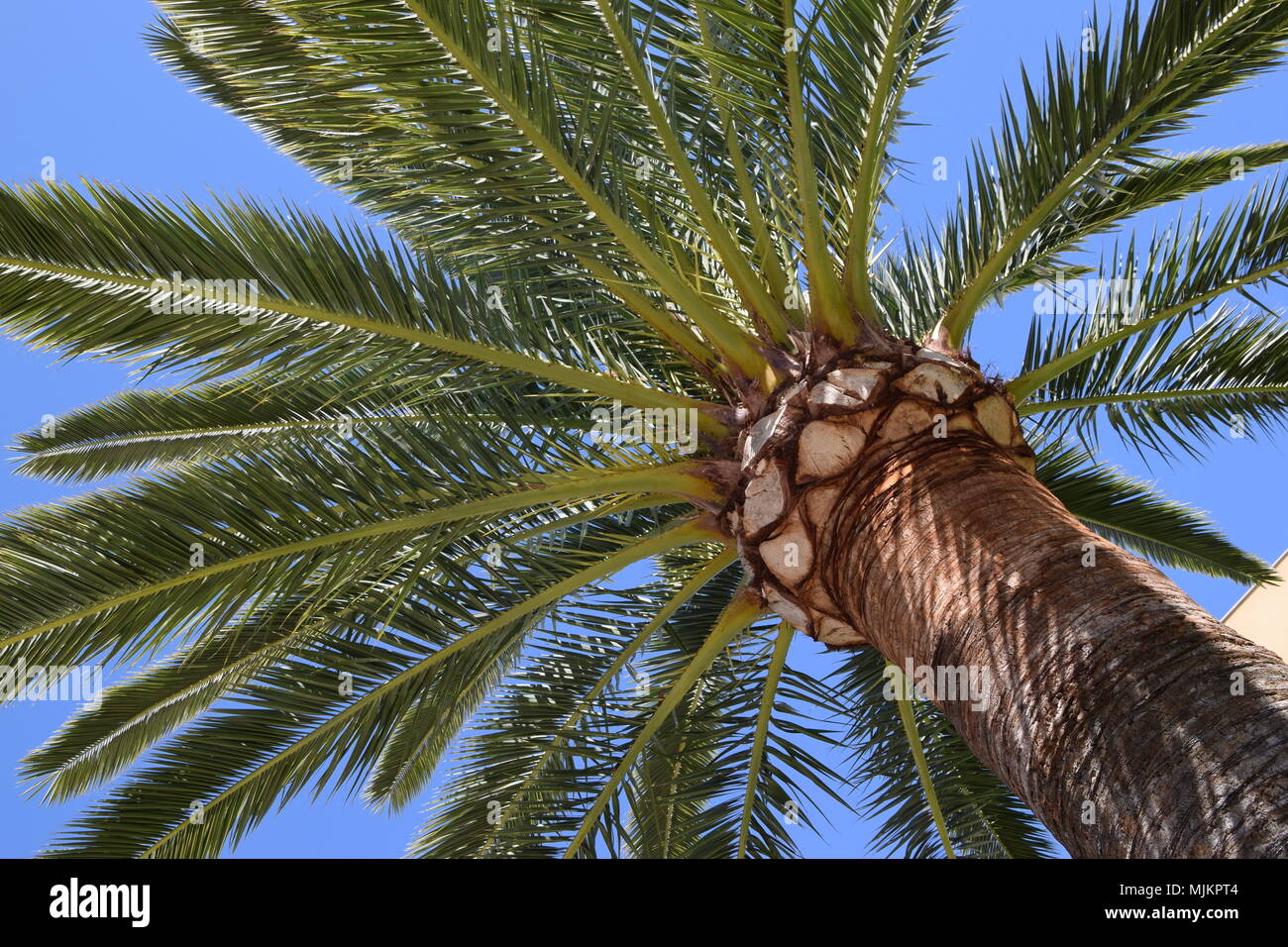Hot summer sunshine palm tree hi-res stock photography and images - Alamy