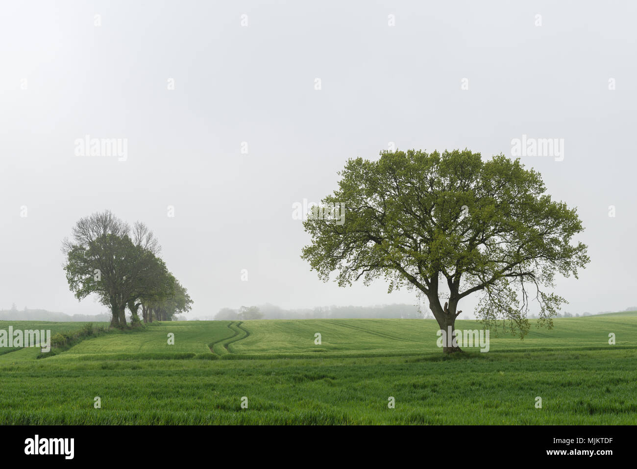 Fog in the morning, community of Damp, landscape Schwansen, Schleswig-Holstein, North Germany, Europe Stock Photo