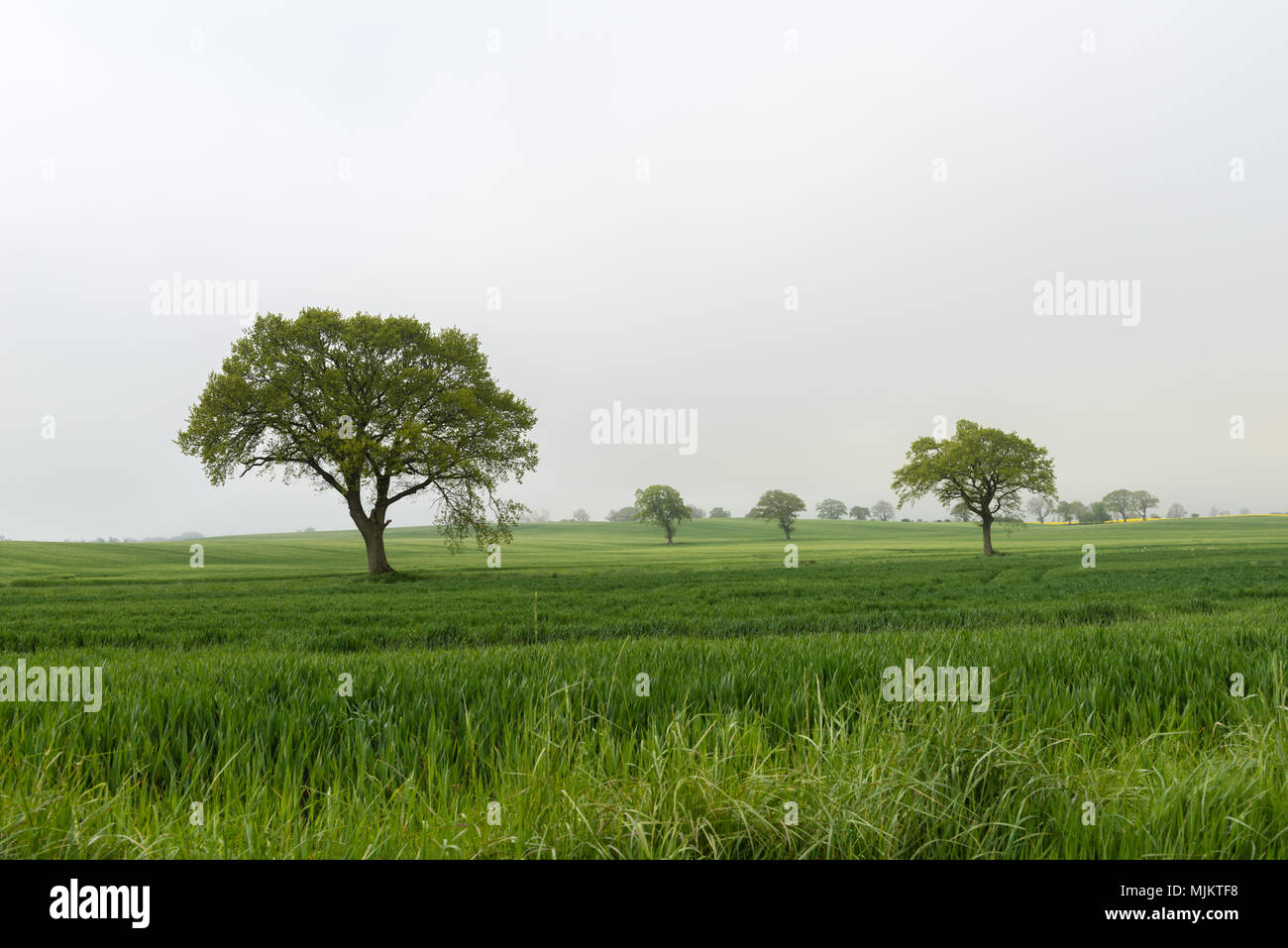 Fog in the morning, community of Damp, landscape Schwansen, Schleswig-Holstein, North Germany, Europe Stock Photo