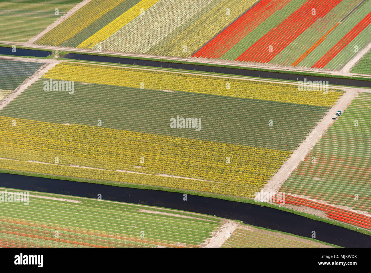 aerial view of tulips in a flower bulb field in Netherlands Stock Photo