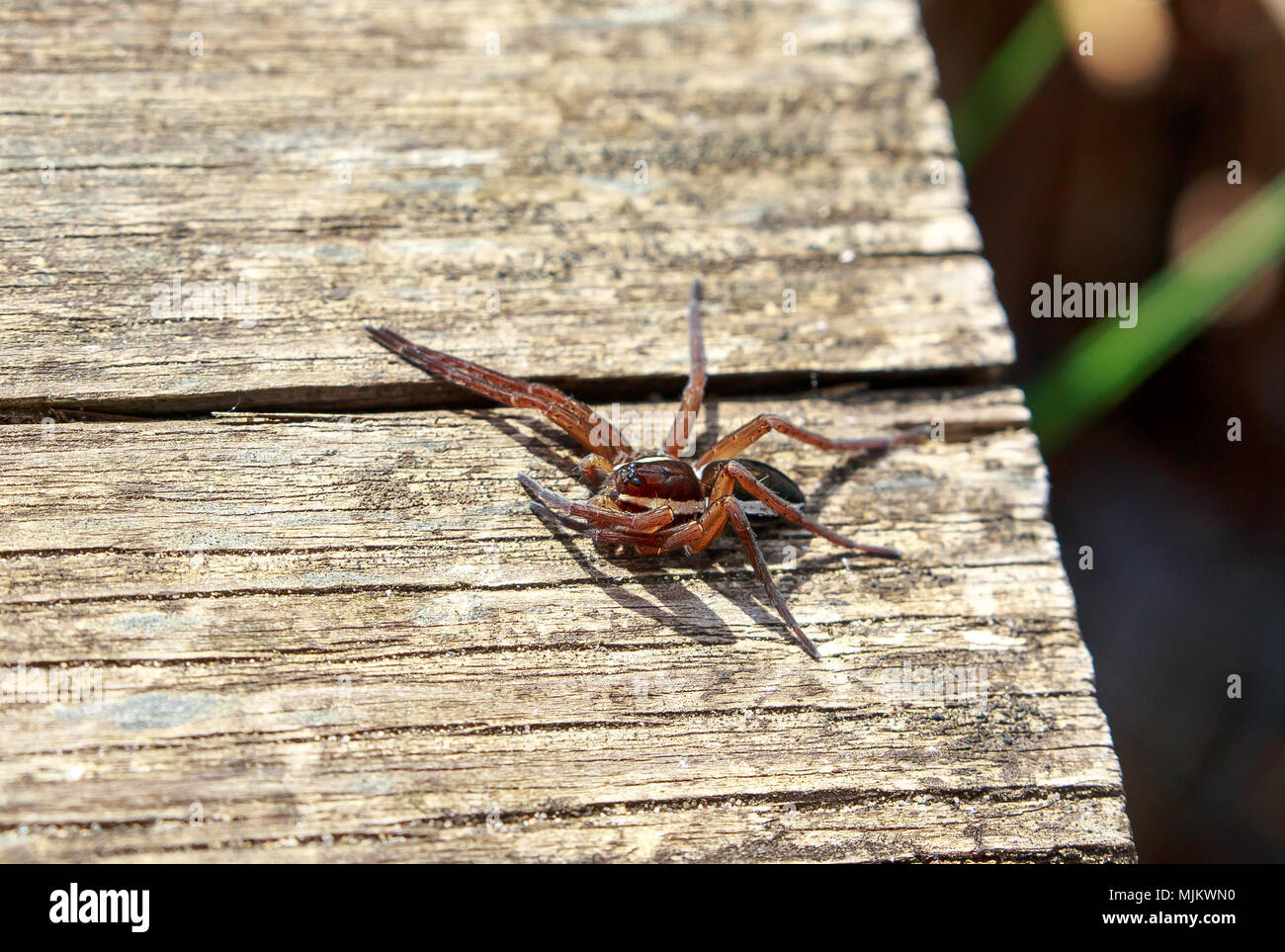 A Raft spider (Dolomedes sp) Stock Photo