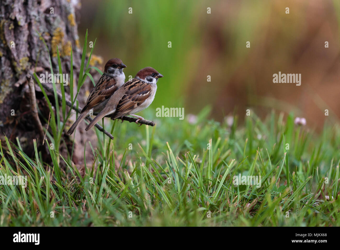 Tree sparrows in the Danube Delta Romania Stock Photo