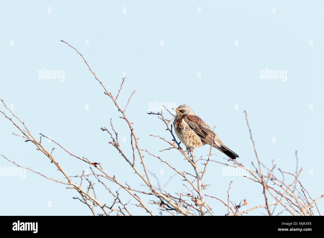 Fieldfare on the branches of a tree against a clear blue sky in tNorfolk England Stock Photo