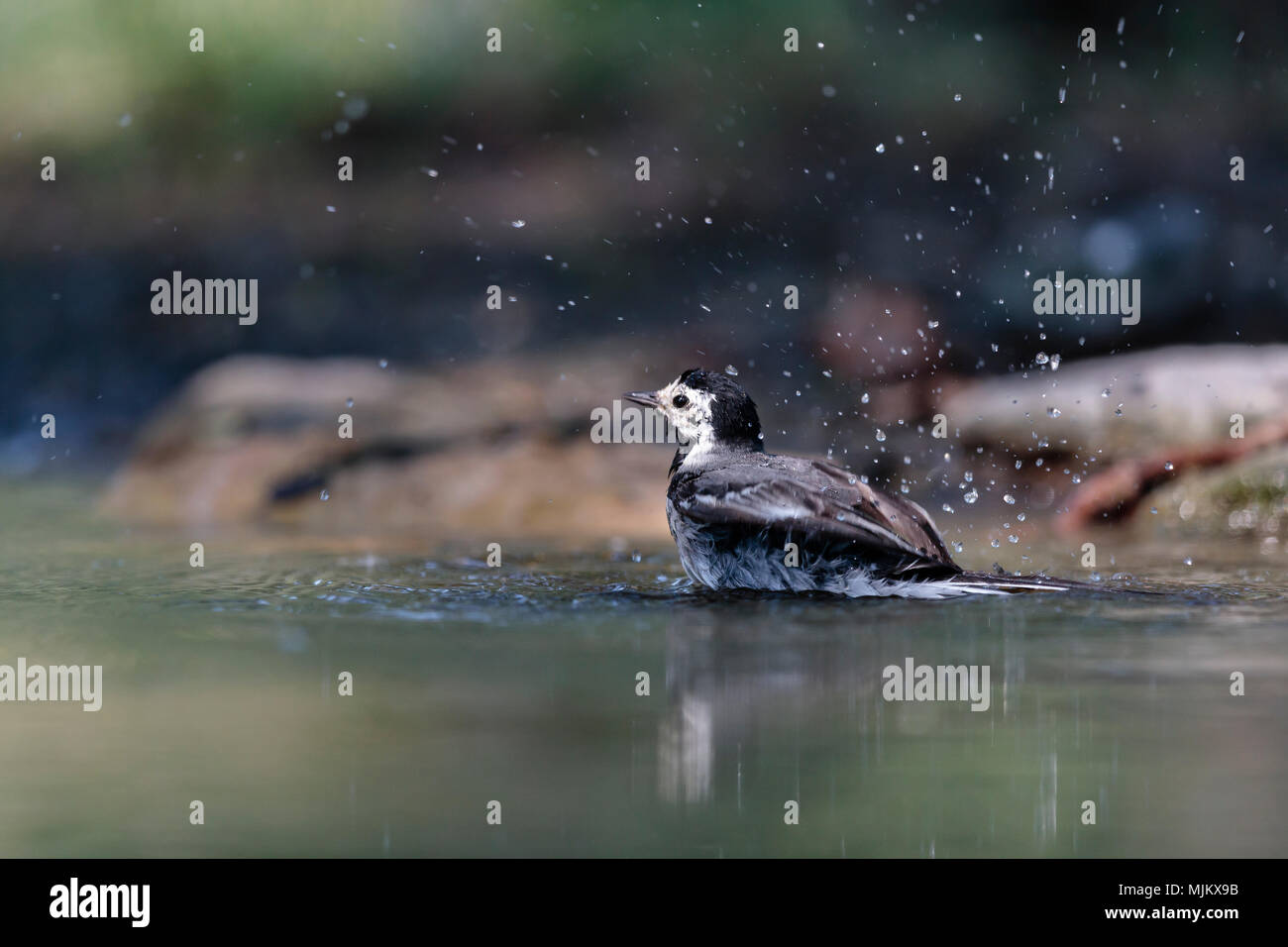 Pied wagtail bathing in the Danube Delta Romania Stock Photo