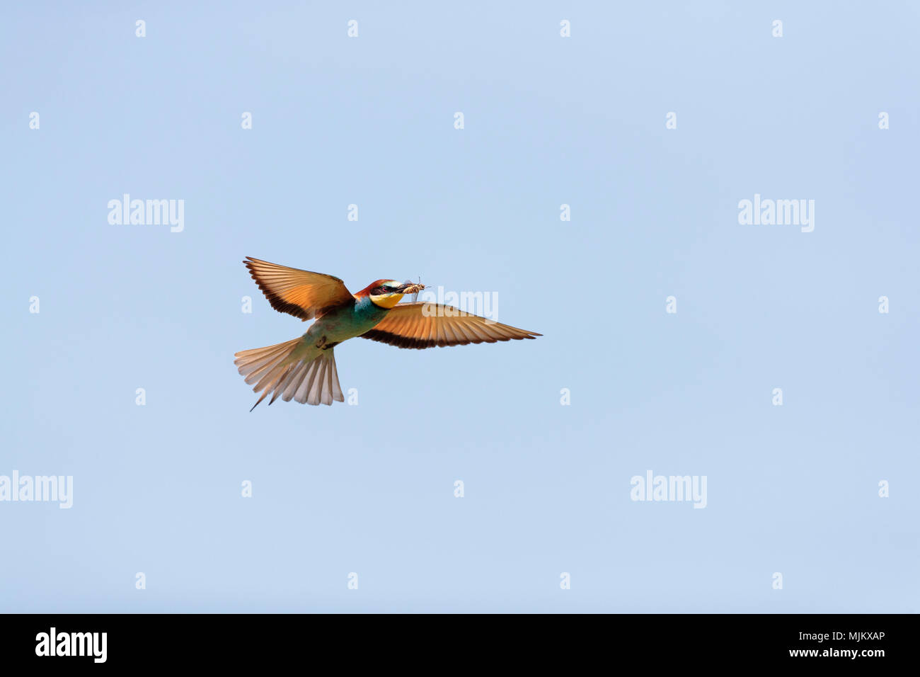 Bee-eater flying with a bee in its beak Stock Photo