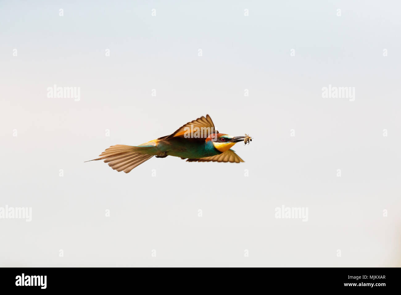 Bee-eater flying with a bee in its beak Stock Photo