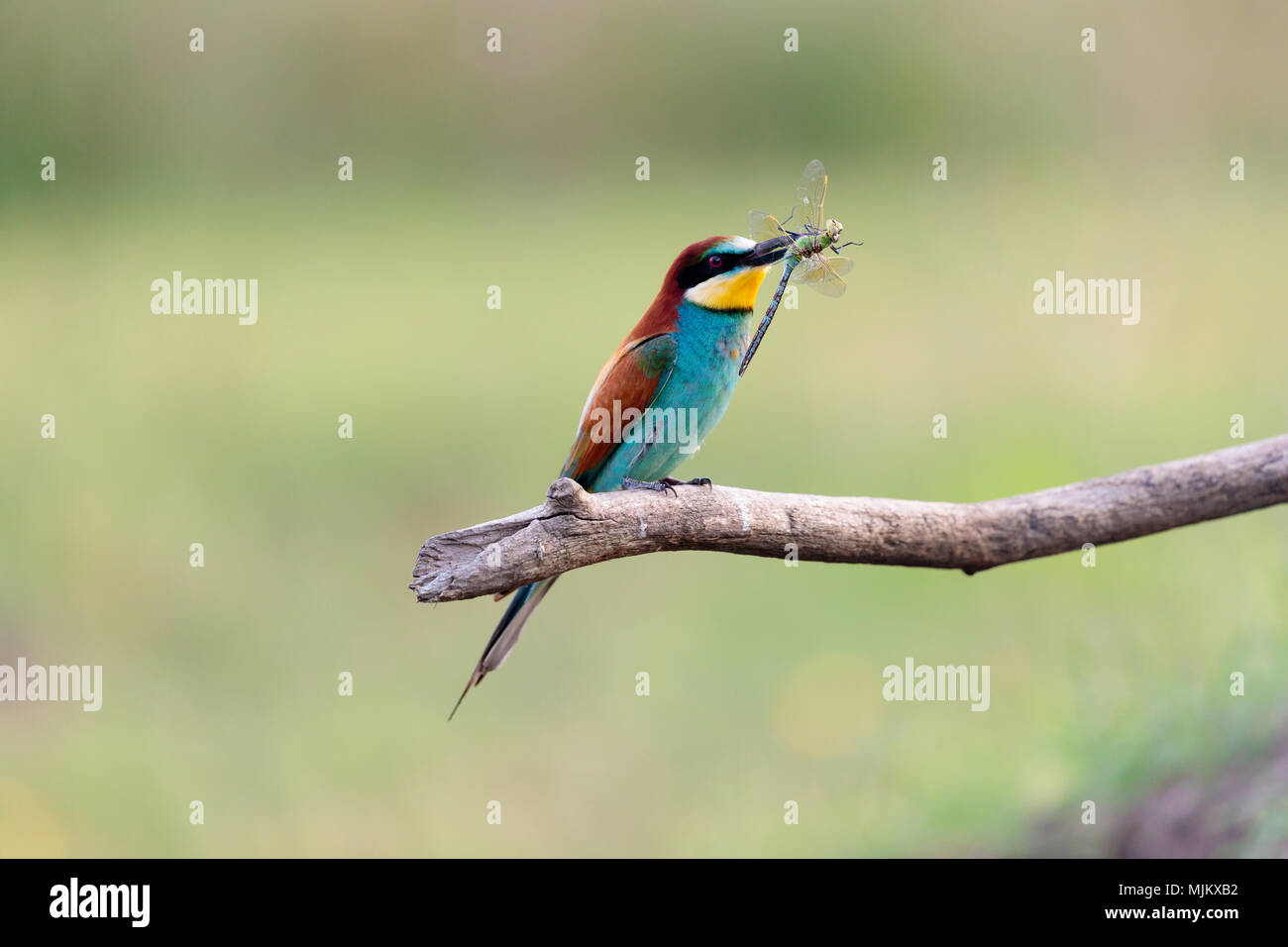 Bee-eater with a dragonfly in its beak Stock Photo