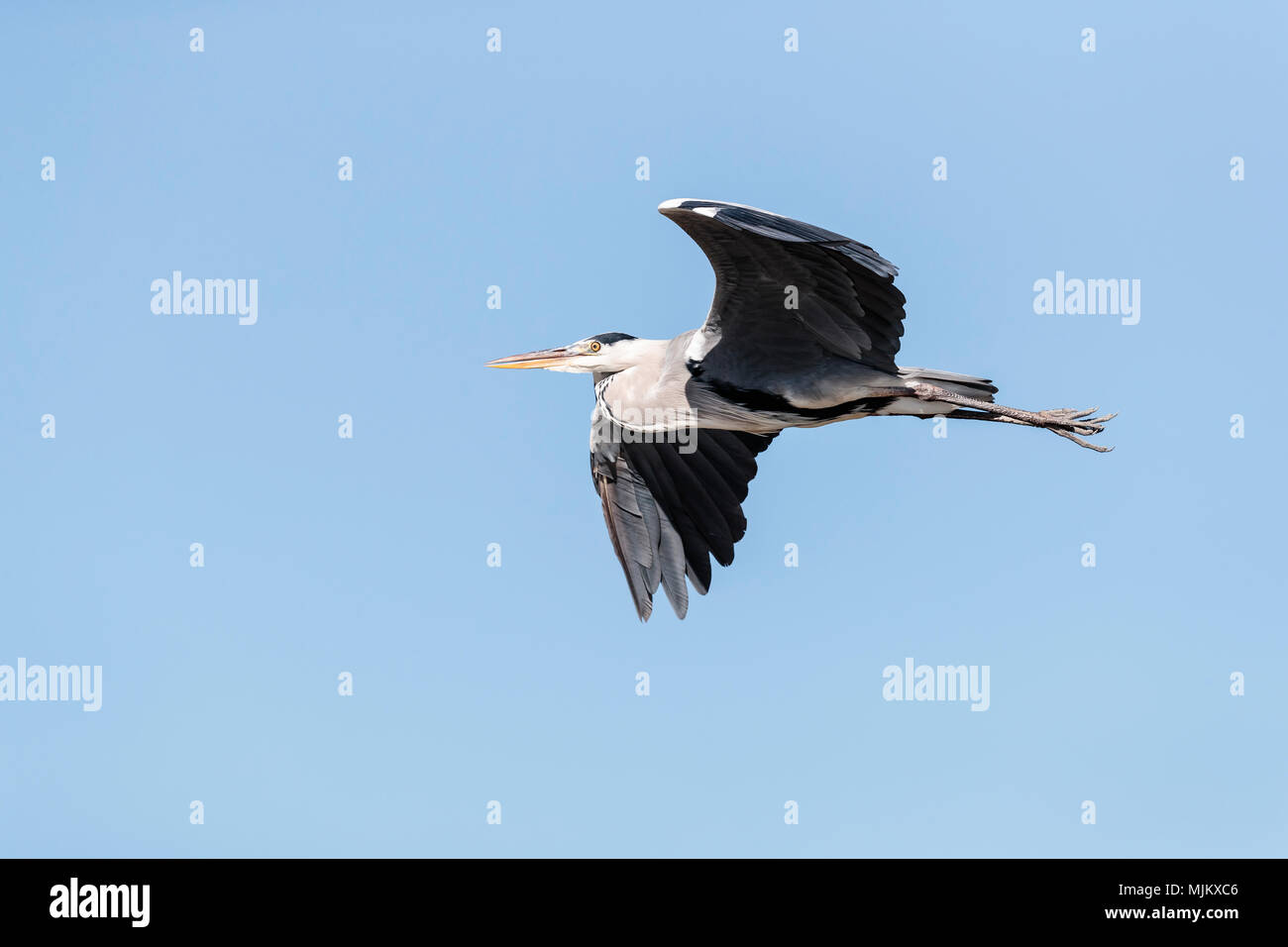 Grey heron in flight against a clear blue sky Stock Photo