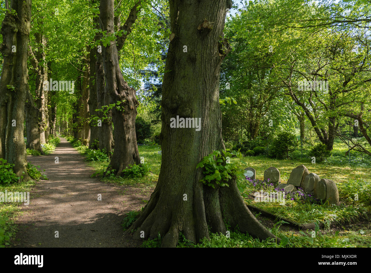 Alley in the cemetery of romantic village of Sieseby, community of Thumby, on the Schlei Fjord, Schleswig-Holstein, North Germany, Europe Stock Photo