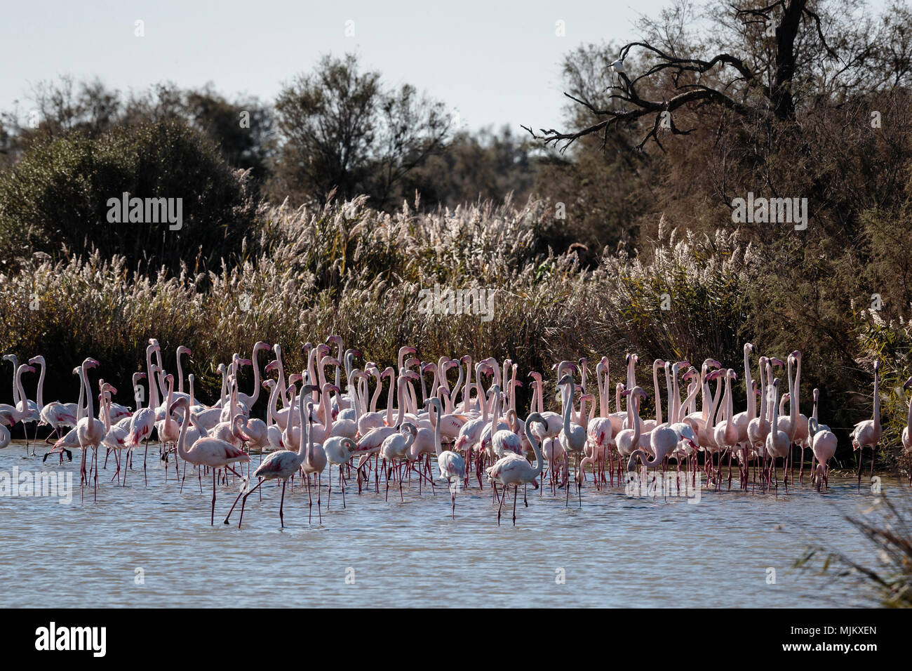 Greater flamingoes in the Camargue France Stock Photo