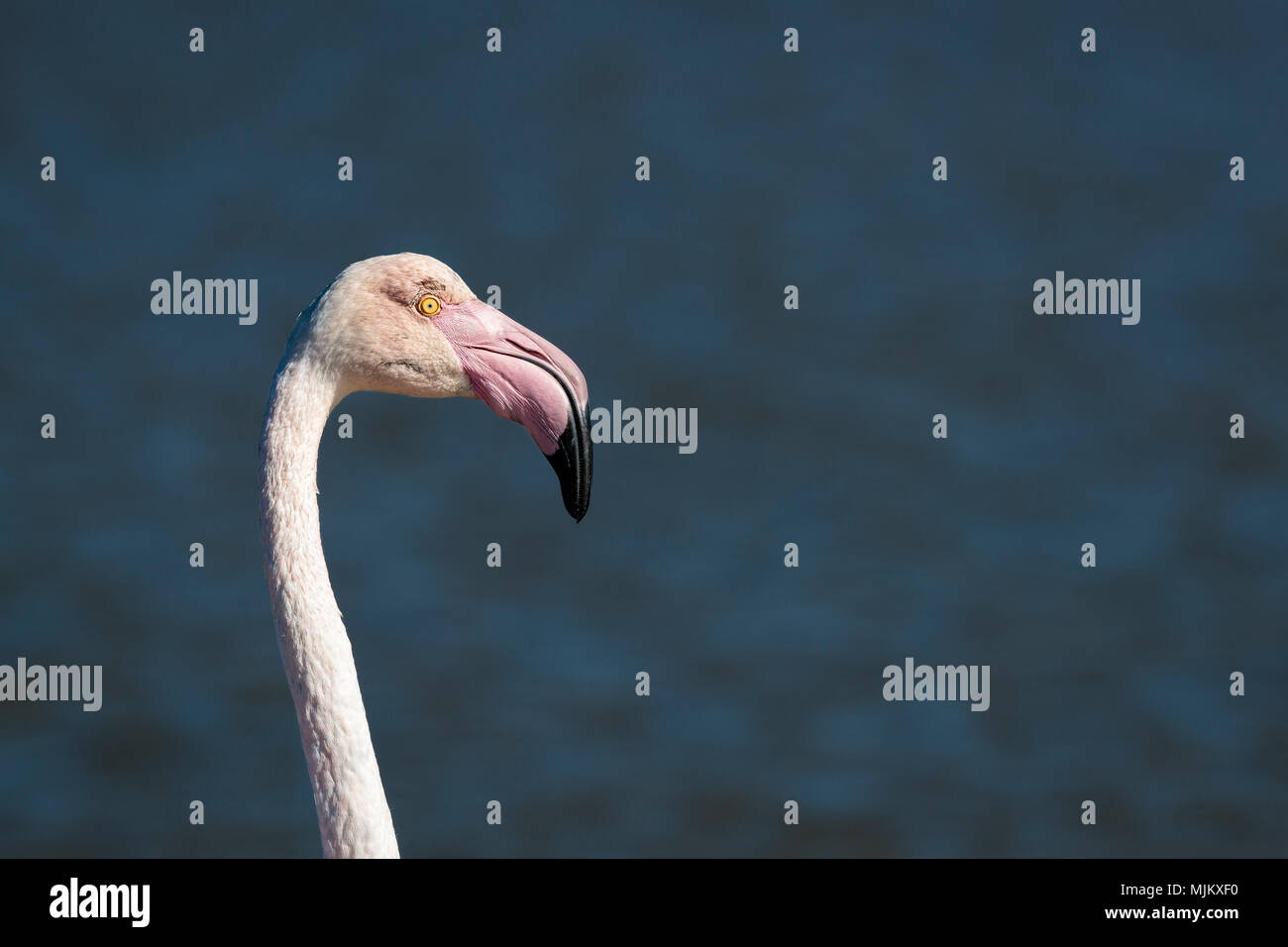 Greater flamingo in the Camargue France Stock Photo