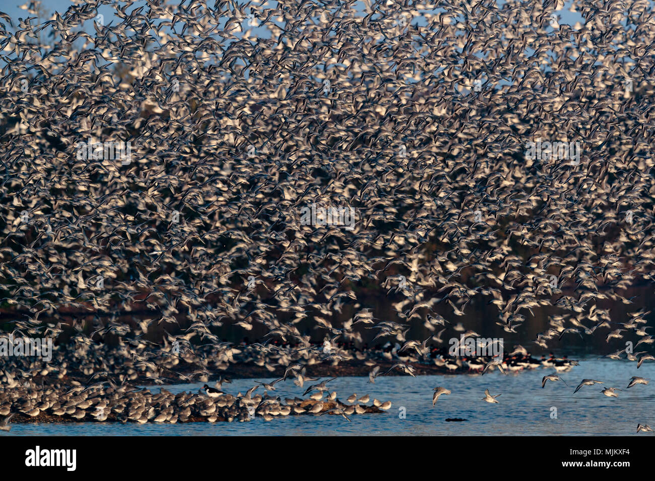 Flock of knot in flight at Snettishanm England Stock Photo - Alamy
