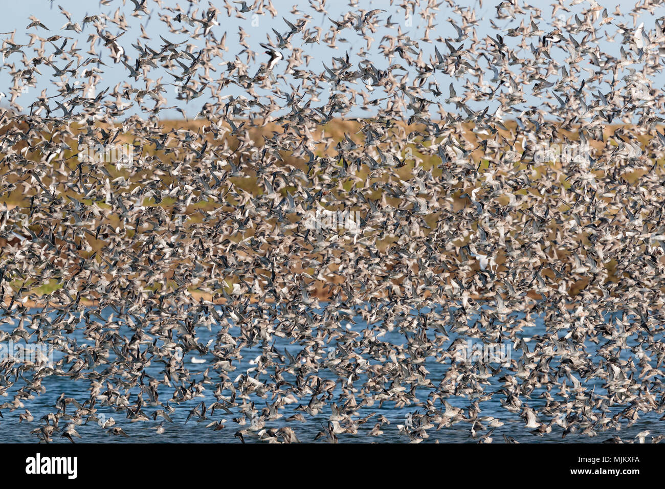 Flock of knot in flight at Snettishanm England Stock Photo - Alamy